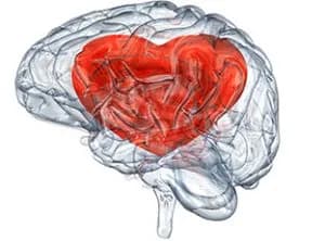 heart inside a plastic heart, similar to the brain in love