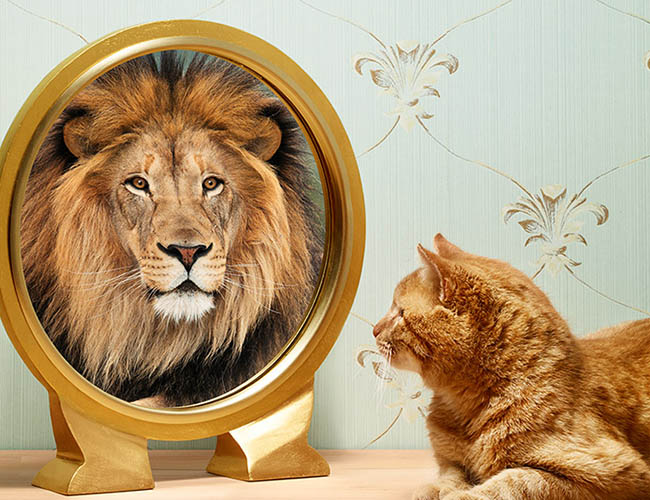 imagen de autoengaño un gato que se dice en el espejo que es un leon